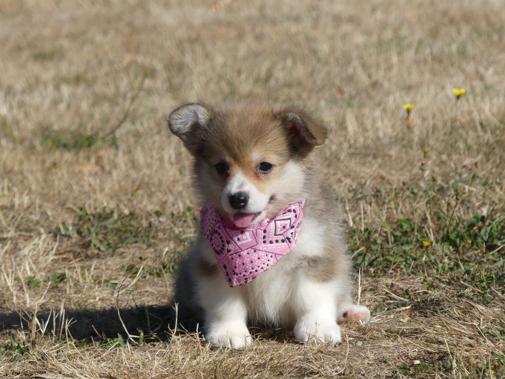 des Terres des Forges - Chiots disponibles - Welsh Corgi Pembroke