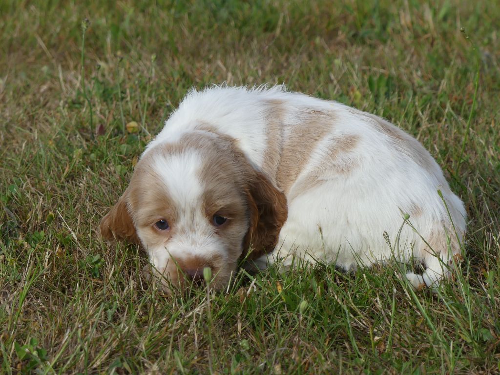 des Terres des Forges - Chiots disponibles - Cocker Spaniel Anglais