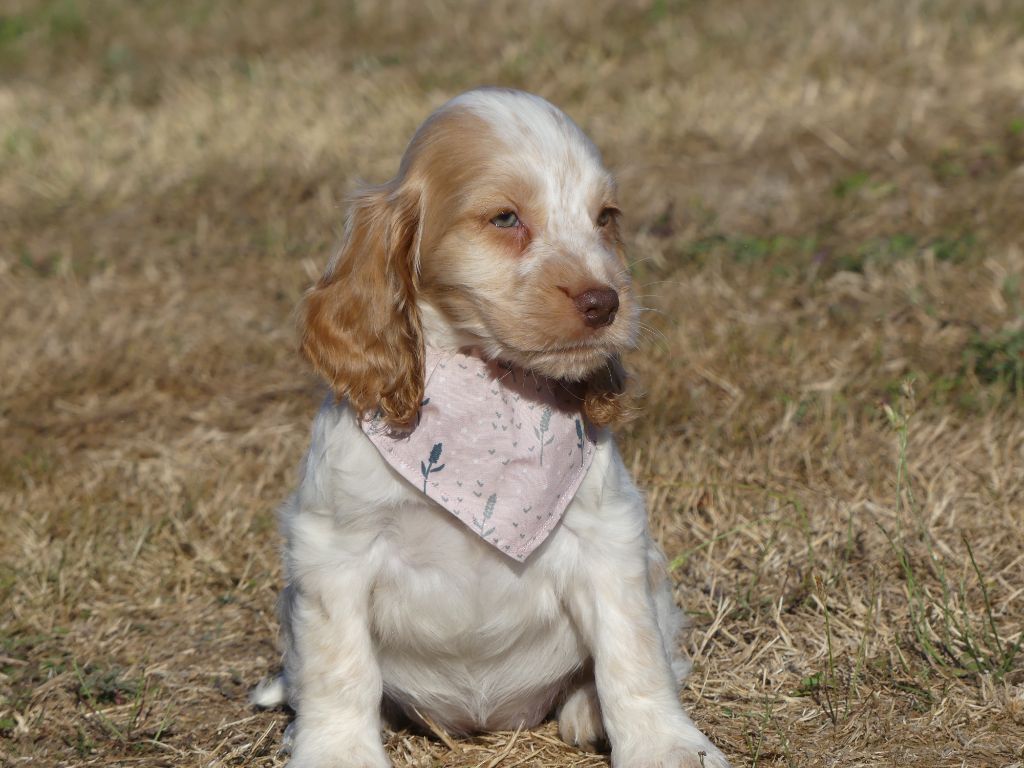 des Terres des Forges - Chiots disponibles - Cocker Spaniel Anglais