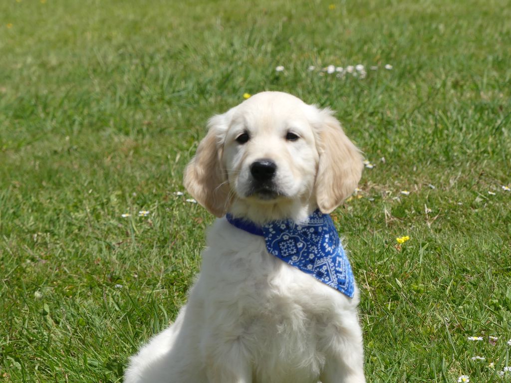 des Terres des Forges - Chiots disponibles - Golden Retriever