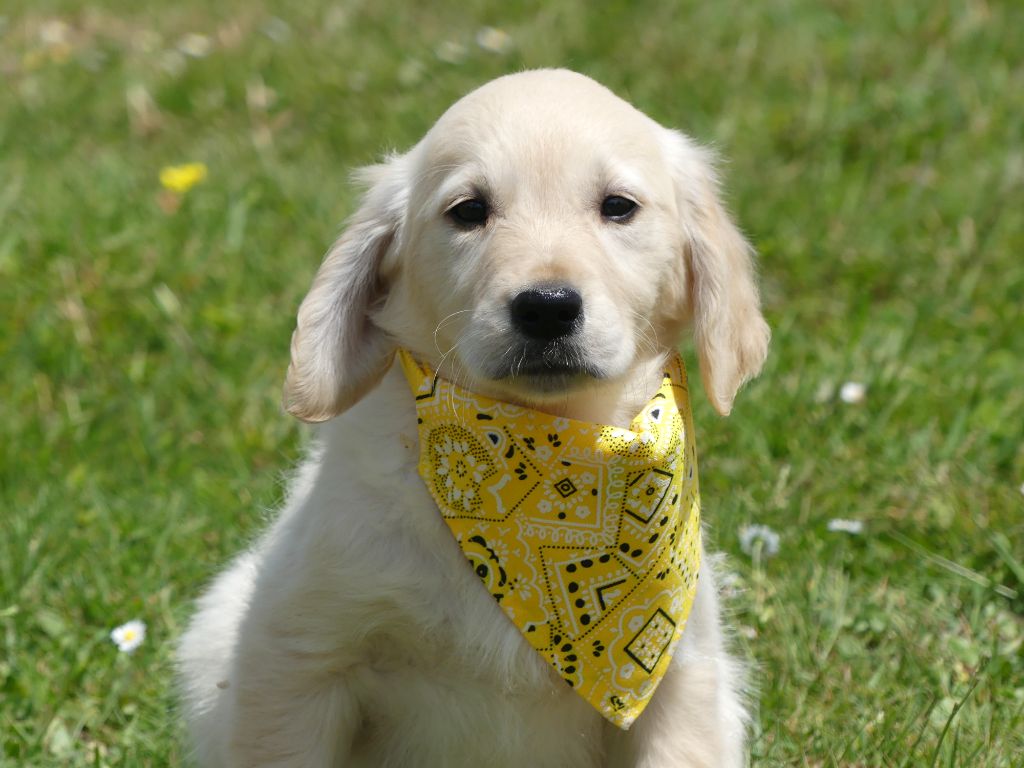des Terres des Forges - Chiots disponibles - Golden Retriever