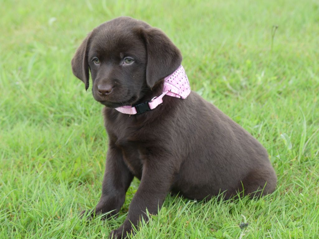 des Terres des Forges - Chiots disponibles - Labrador Retriever