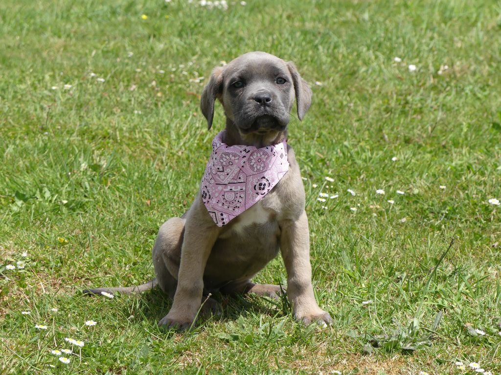 des Terres des Forges - Chiots disponibles - Cane Corso