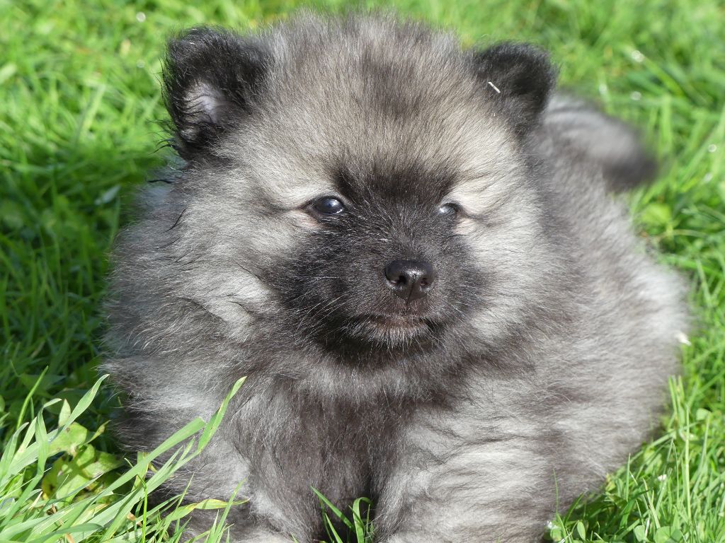 des Terres des Forges - Chiots disponibles - Spitz allemand