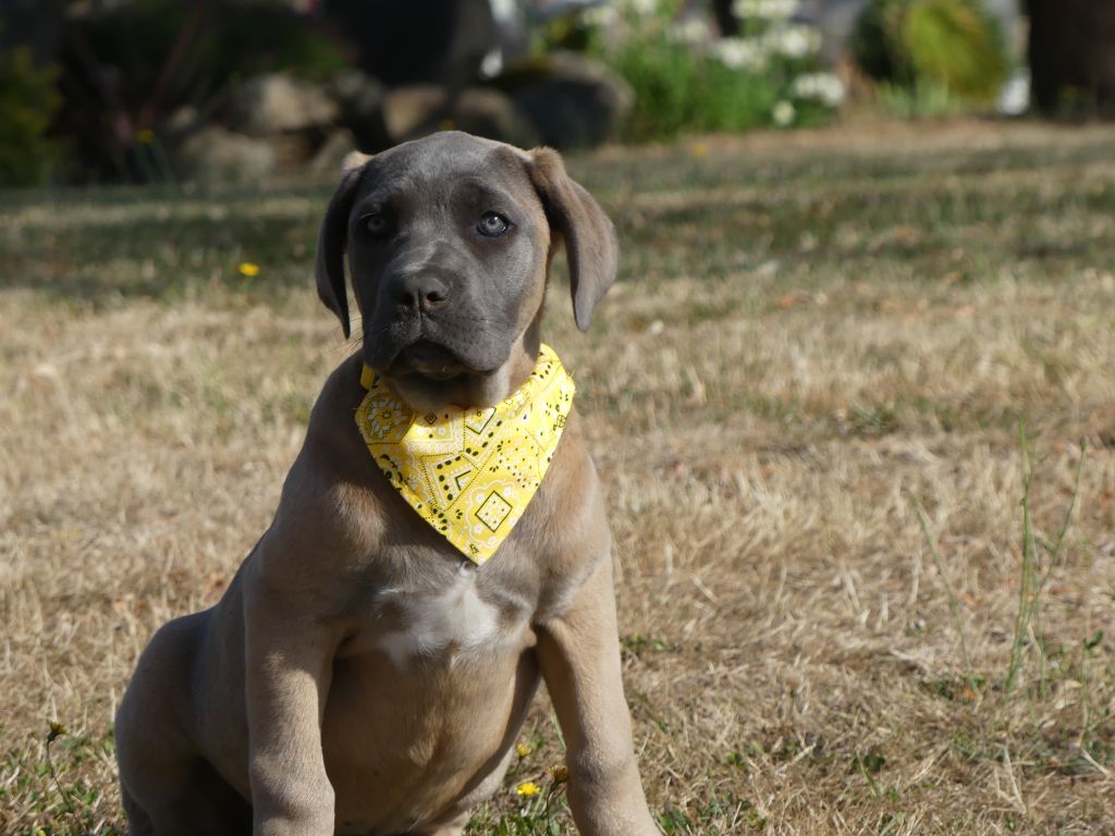 des Terres des Forges - Chiots disponibles - Cane Corso