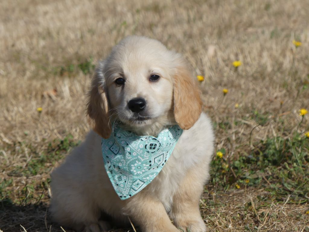 Chiot Golden Retriever des Terres des Forges