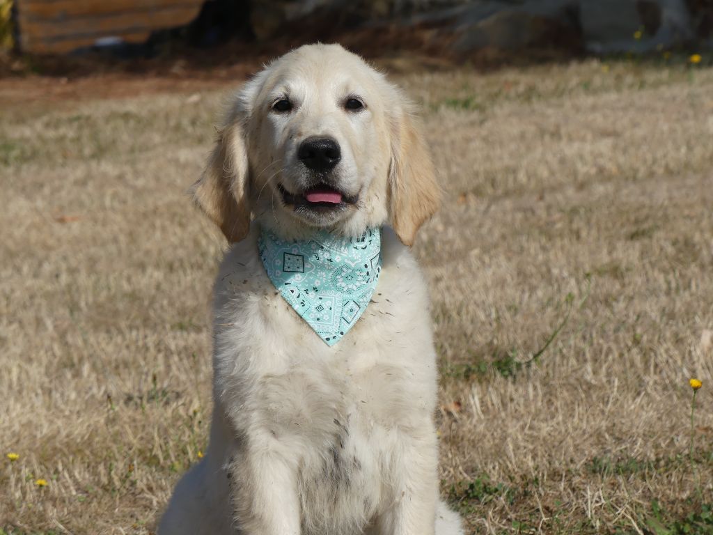 des Terres des Forges - Chiots disponibles - Golden Retriever