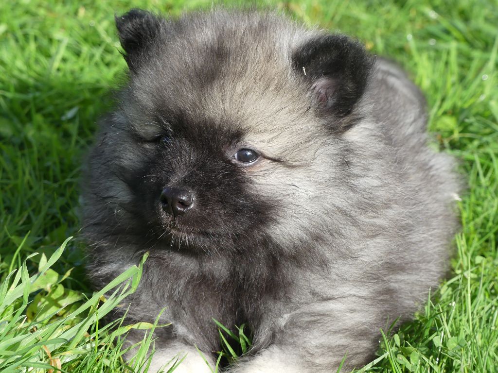 des Terres des Forges - Chiots disponibles - Spitz allemand