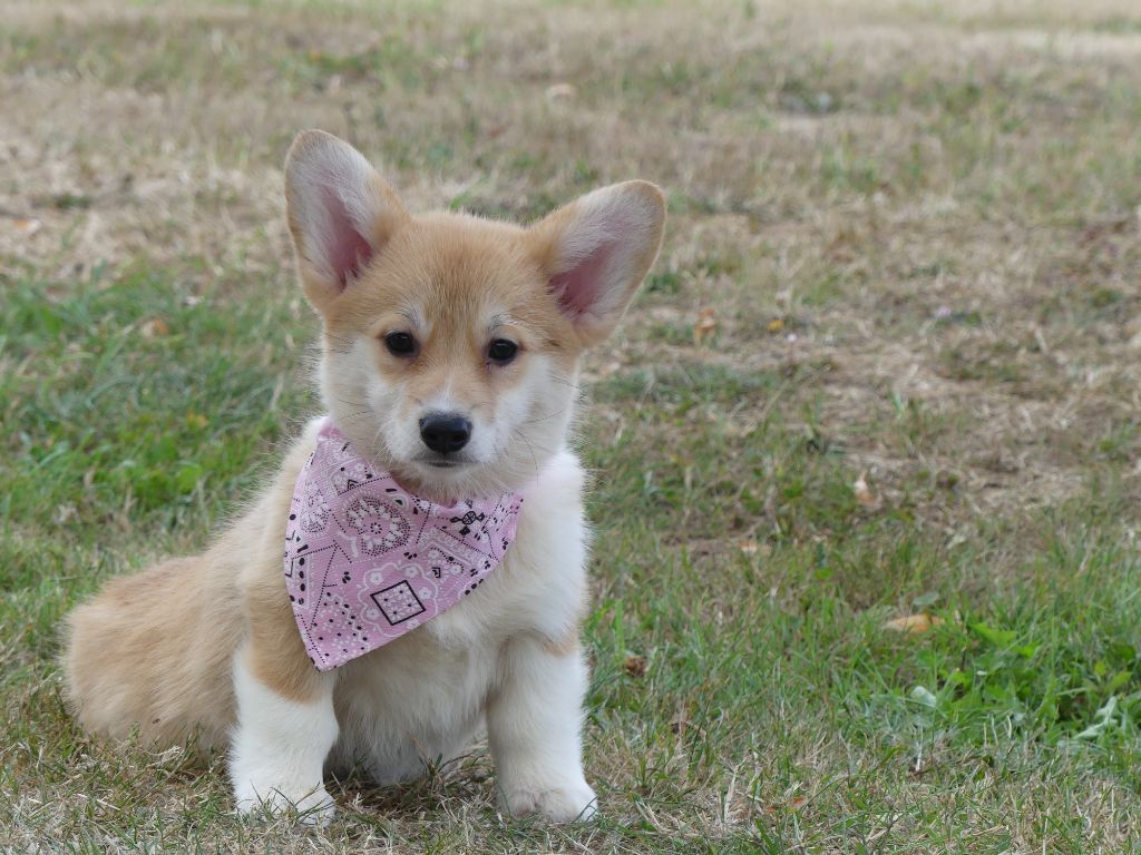 des Terres des Forges - Chiots disponibles - Welsh Corgi Pembroke