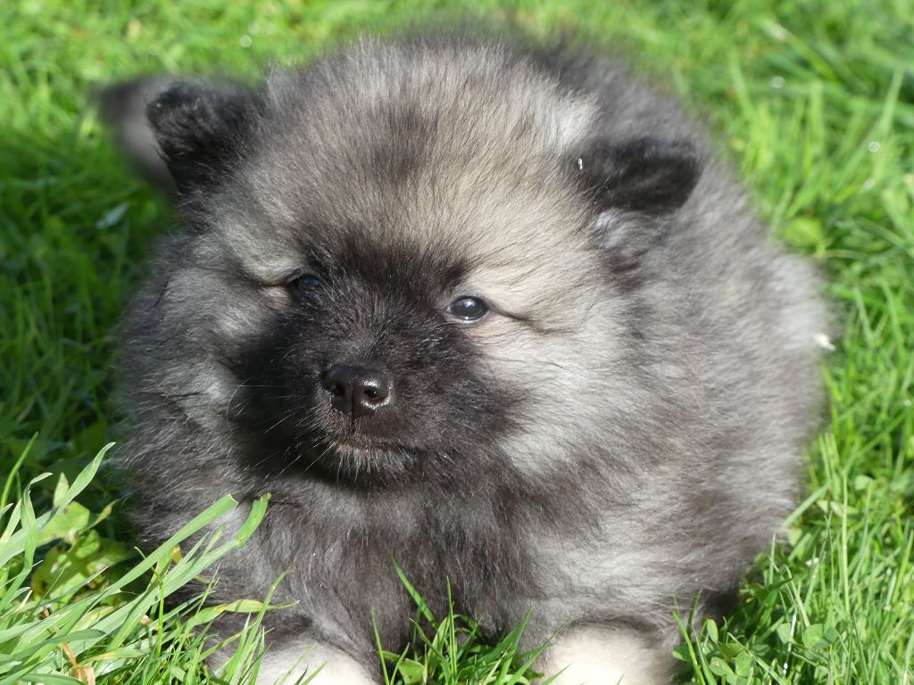 Chiot Spitz allemand des Terres des Forges