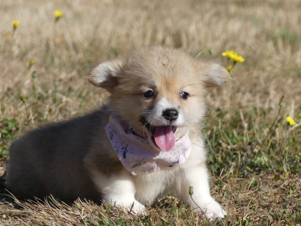 des Terres des Forges - Chiots disponibles - Welsh Corgi Pembroke