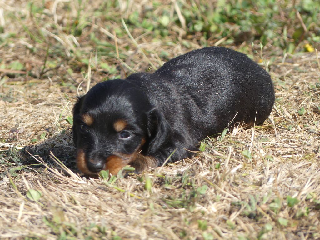 des Terres des Forges - Chiots disponibles - Teckel poil long