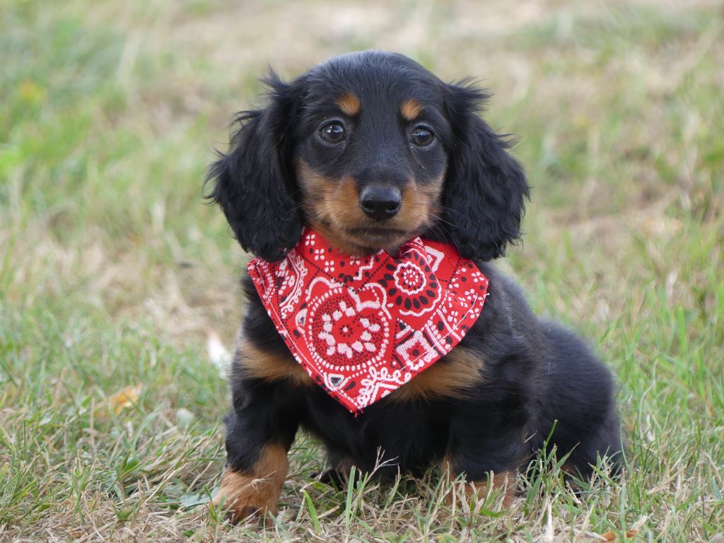 des Terres des Forges - Chiots disponibles - Teckel poil long