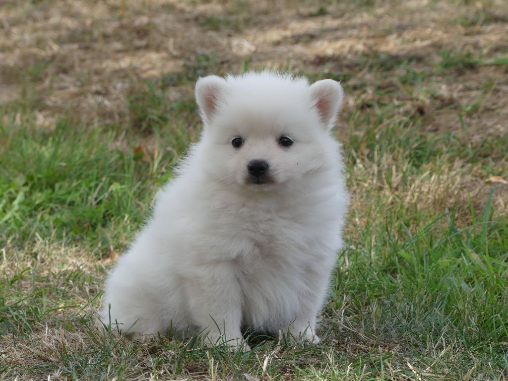 des Terres des Forges - Chiots disponibles - Spitz japonais