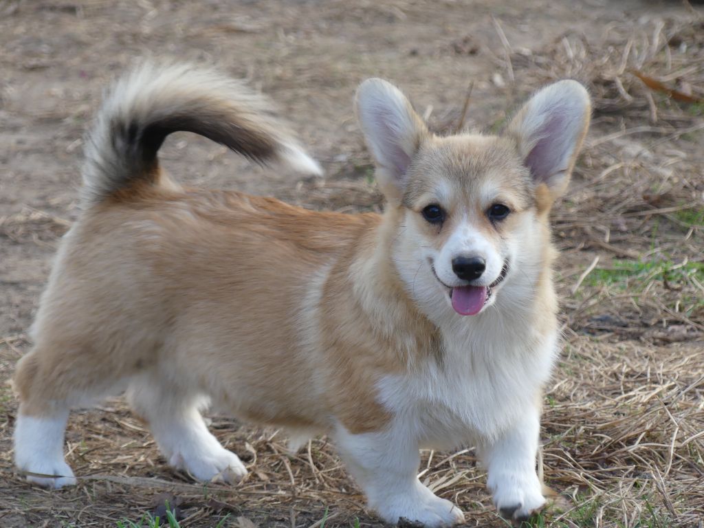 des Terres des Forges - Chiots disponibles - Welsh Corgi Pembroke