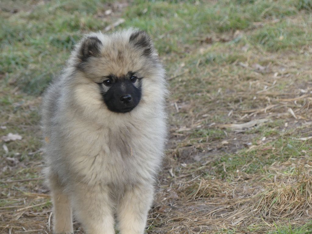 des Terres des Forges - Chiots disponibles - Spitz allemand