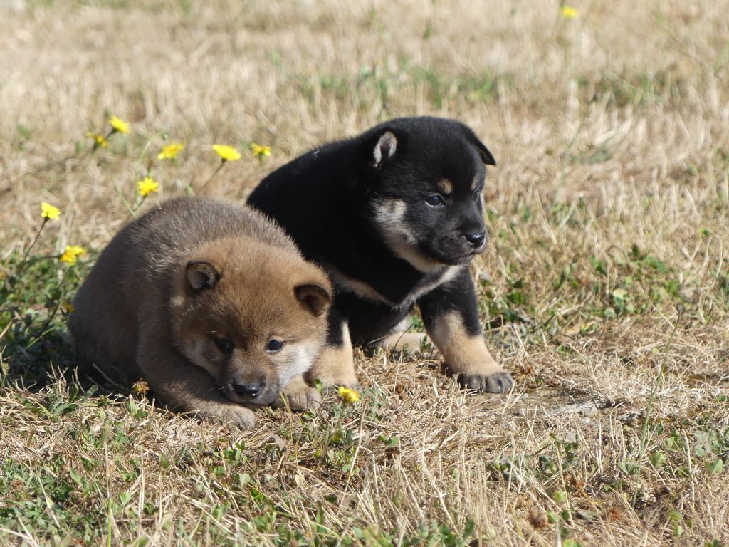 Chiot Shiba des Terres des Forges