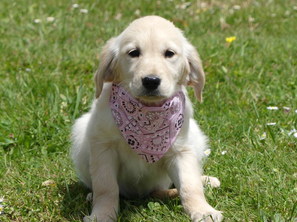 des Terres des Forges - Chiots disponibles - Golden Retriever