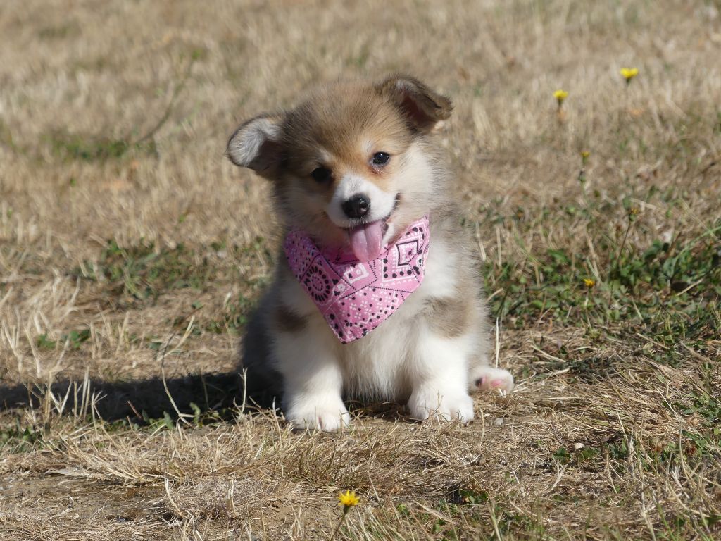 Chiot Welsh Corgi Pembroke des Terres des Forges