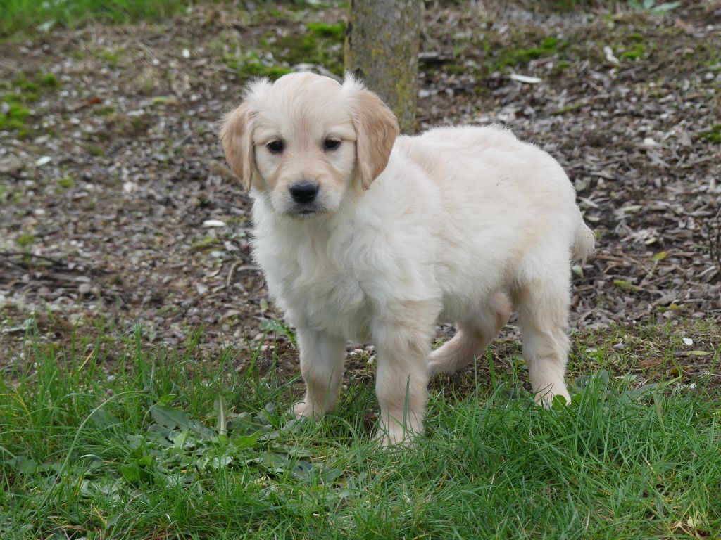 des Terres des Forges - Golden Retriever - Portée née le 04/05/2025