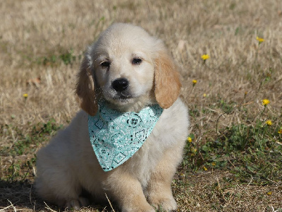 CHIOT 1