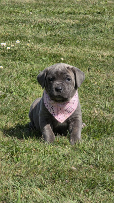 Chiot N°2