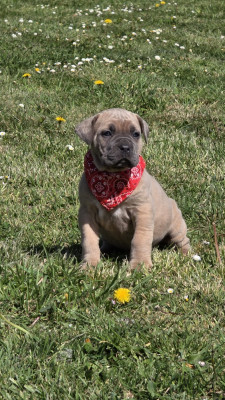Chiot N°5