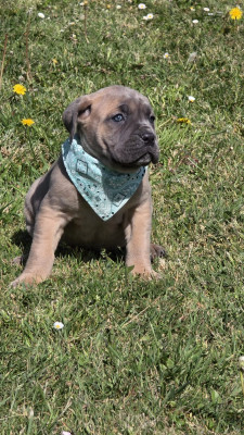 Chiot N°7