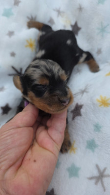 Chiot N°3