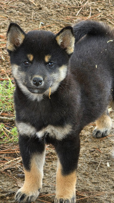 Chiot N°2