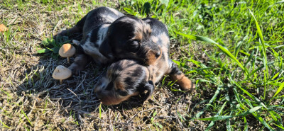 Chiot N°4