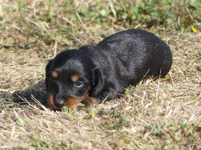 CHIOT 1