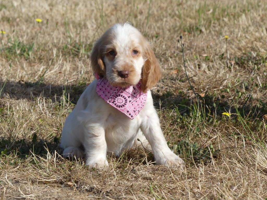 des Terres des Forges - Chiots disponibles - Cocker Spaniel Anglais