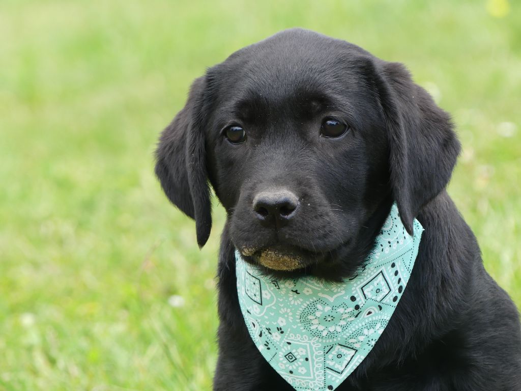 des Terres des Forges - Chiots disponibles - Labrador Retriever