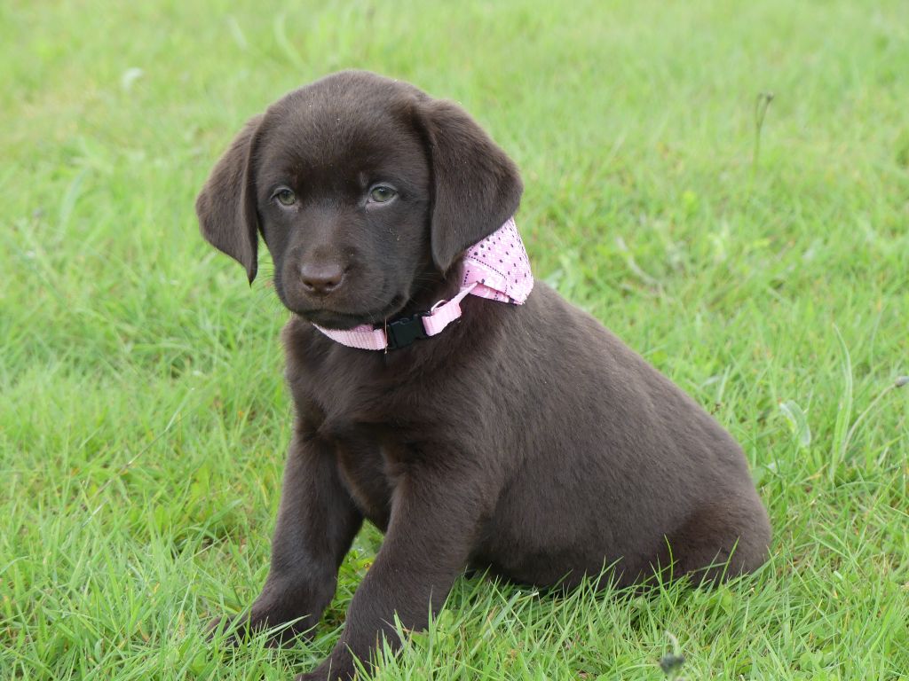 Chiot Labrador Retriever des Terres des Forges