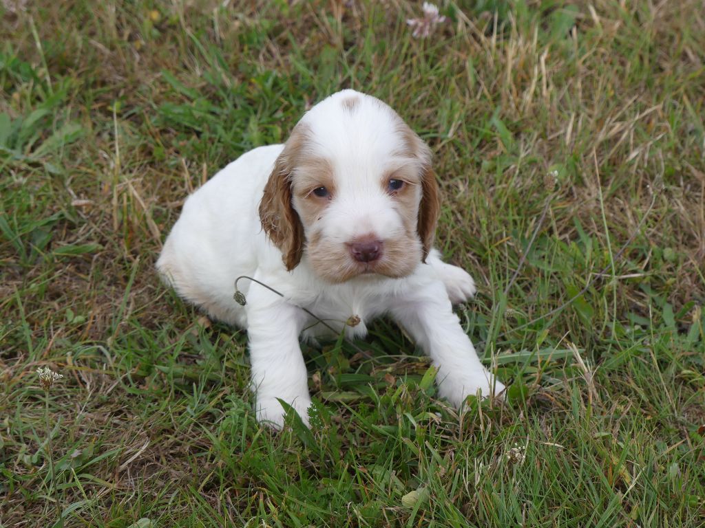 des Terres des Forges - Chiots disponibles - Cocker Spaniel Anglais