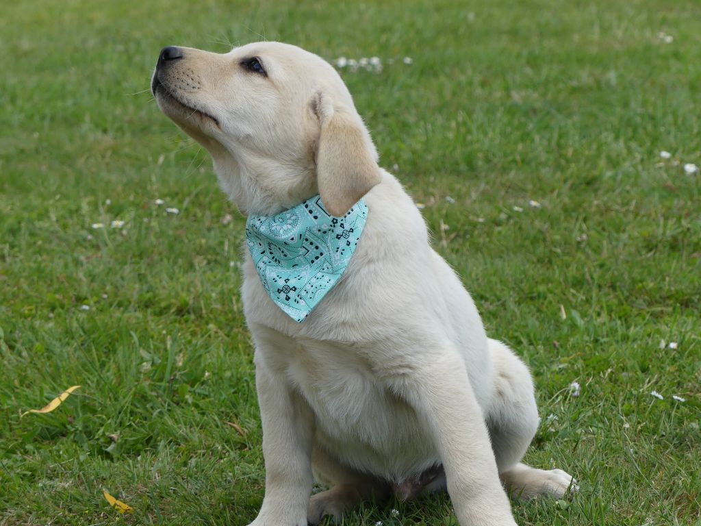 des Terres des Forges - Chiots disponibles - Labrador Retriever