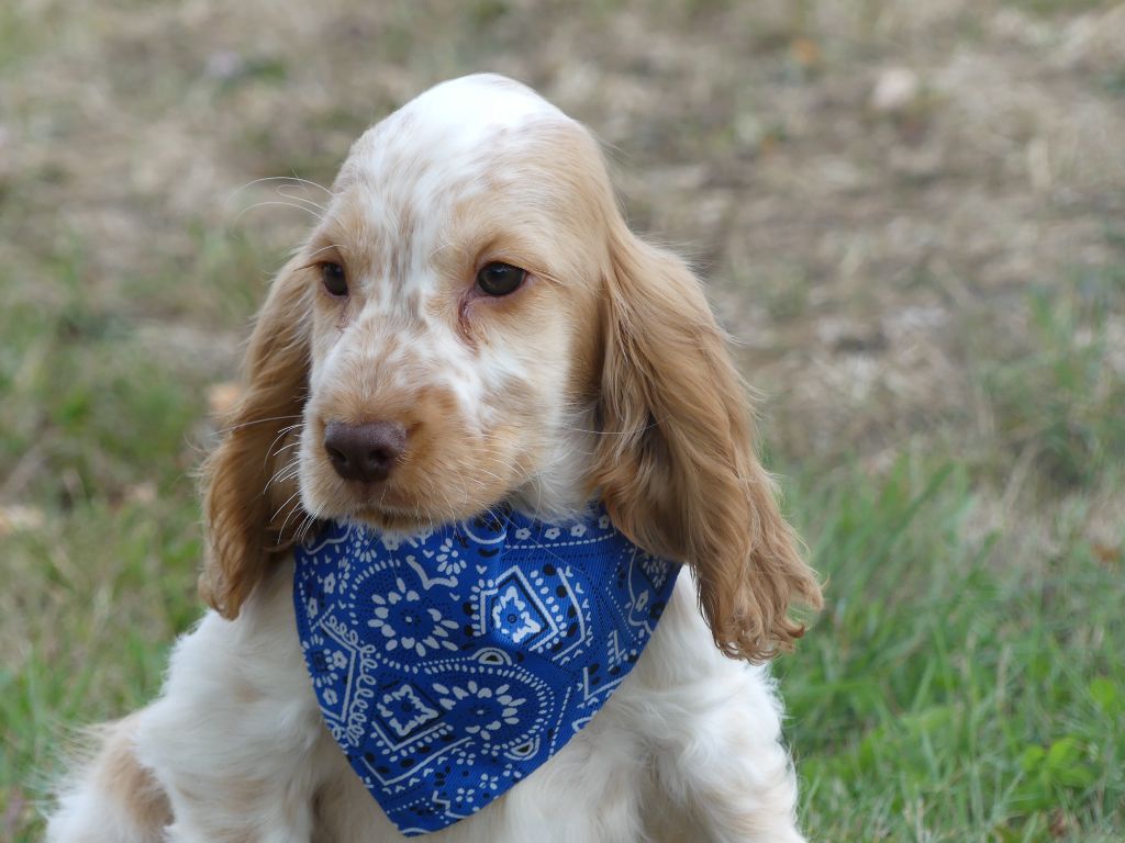 des Terres des Forges - Chiots disponibles - Cocker Spaniel Anglais