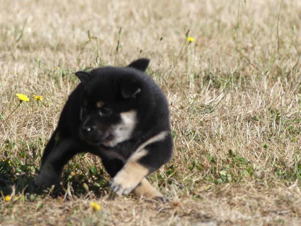 des Terres des Forges - Chiots disponibles - Shiba