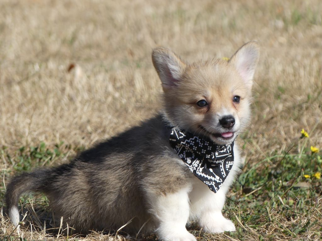 des Terres des Forges - Chiots disponibles - Welsh Corgi Pembroke