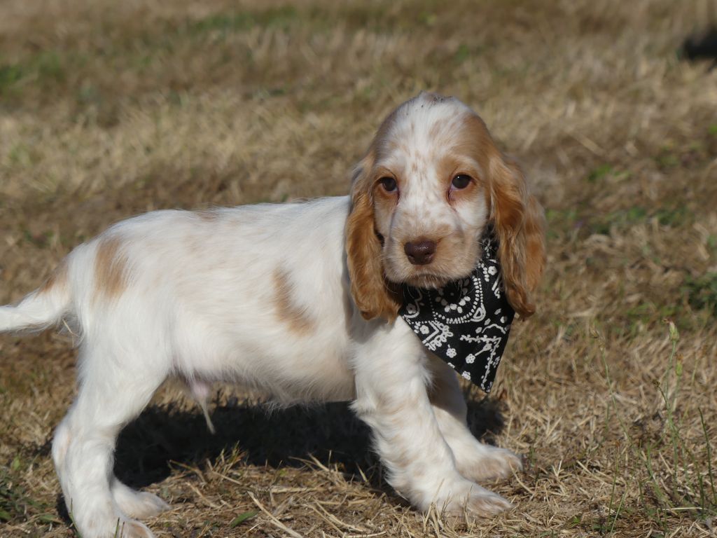 des Terres des Forges - Chiots disponibles - Cocker Spaniel Anglais