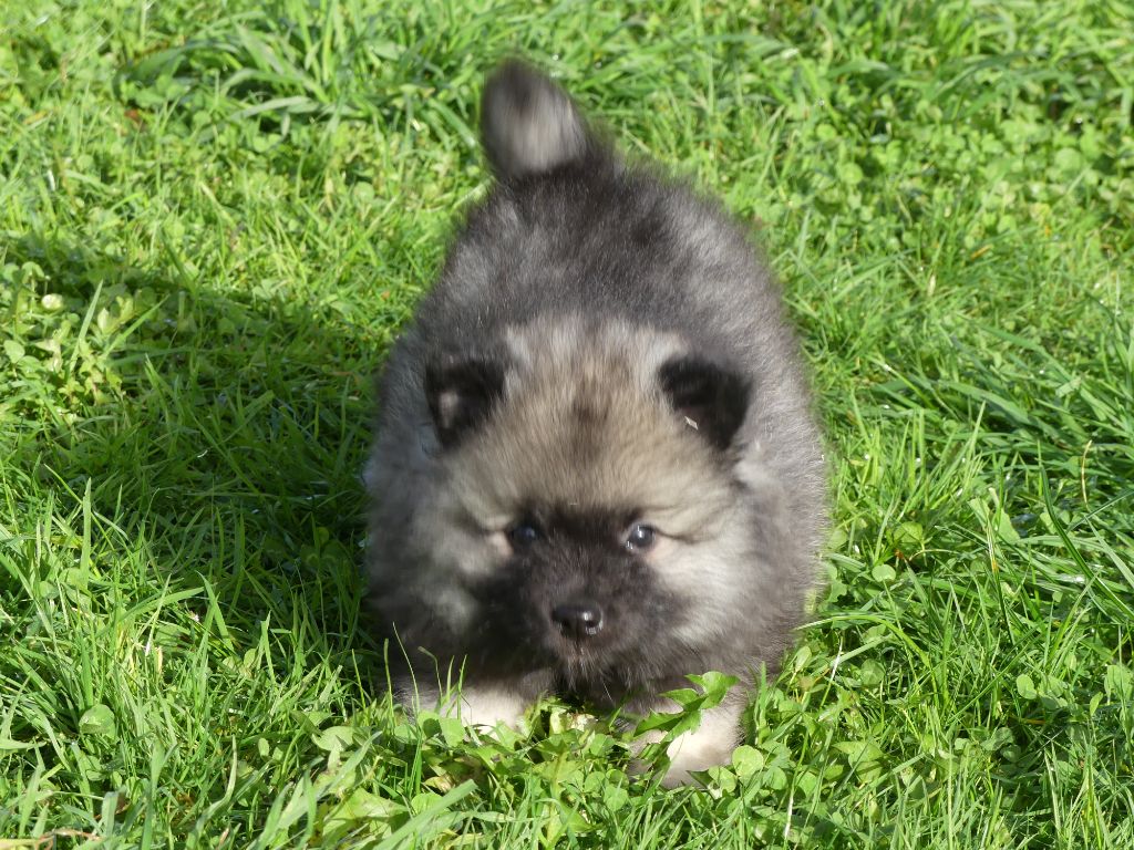 des Terres des Forges - Chiots disponibles - Spitz allemand