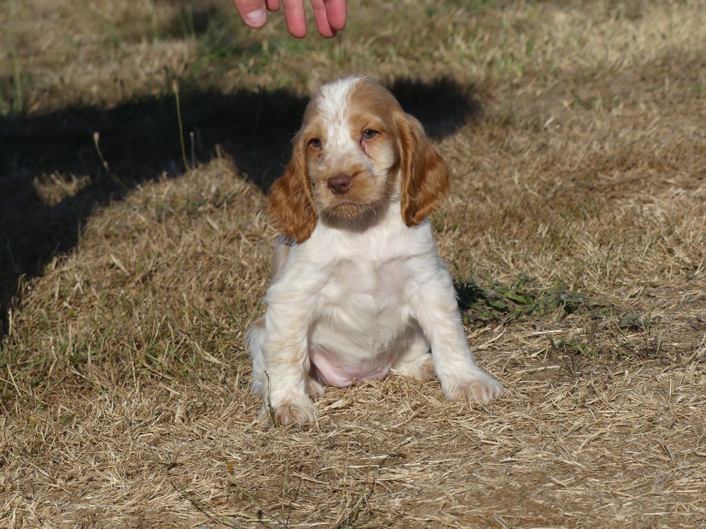 des Terres des Forges - Chiots disponibles - Cocker Spaniel Anglais