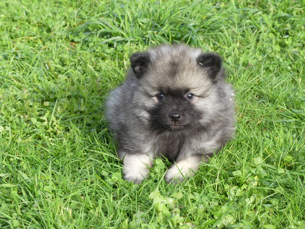 des Terres des Forges - Chiots disponibles - Spitz allemand