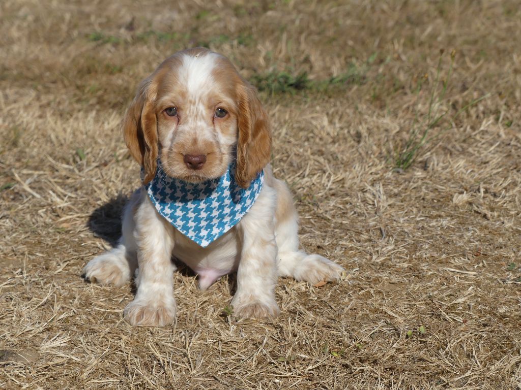 des Terres des Forges - Chiots disponibles - Cocker Spaniel Anglais
