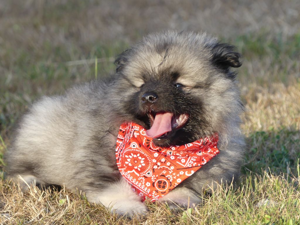 des Terres des Forges - Chiots disponibles - Spitz allemand