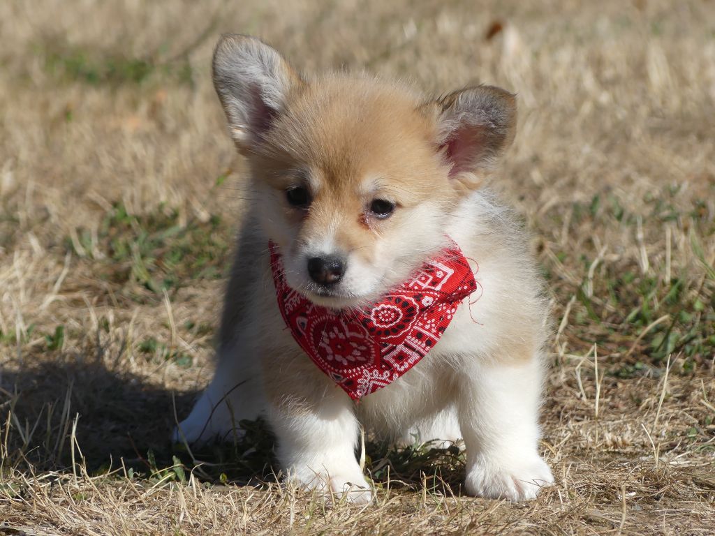 des Terres des Forges - Chiots disponibles - Welsh Corgi Pembroke