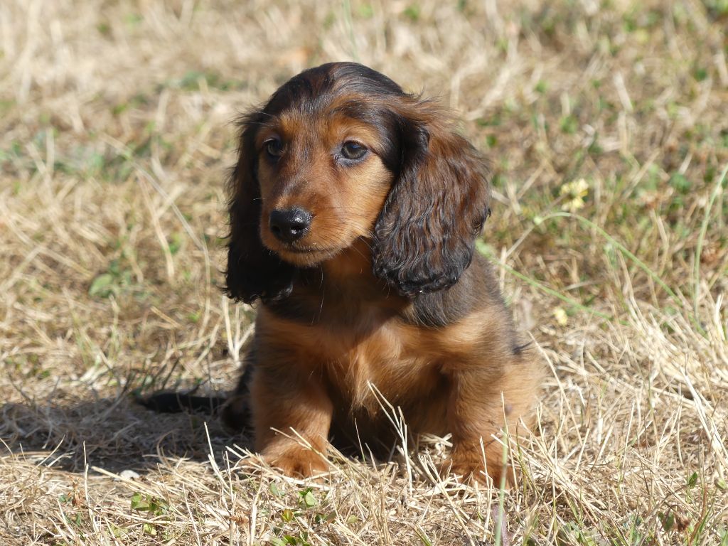 des Terres des Forges - Chiots disponibles - Teckel poil long
