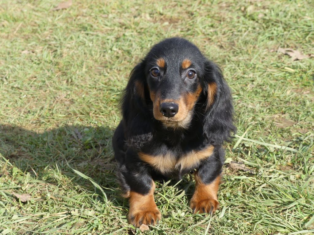 des Terres des Forges - Chiots disponibles - Teckel poil long