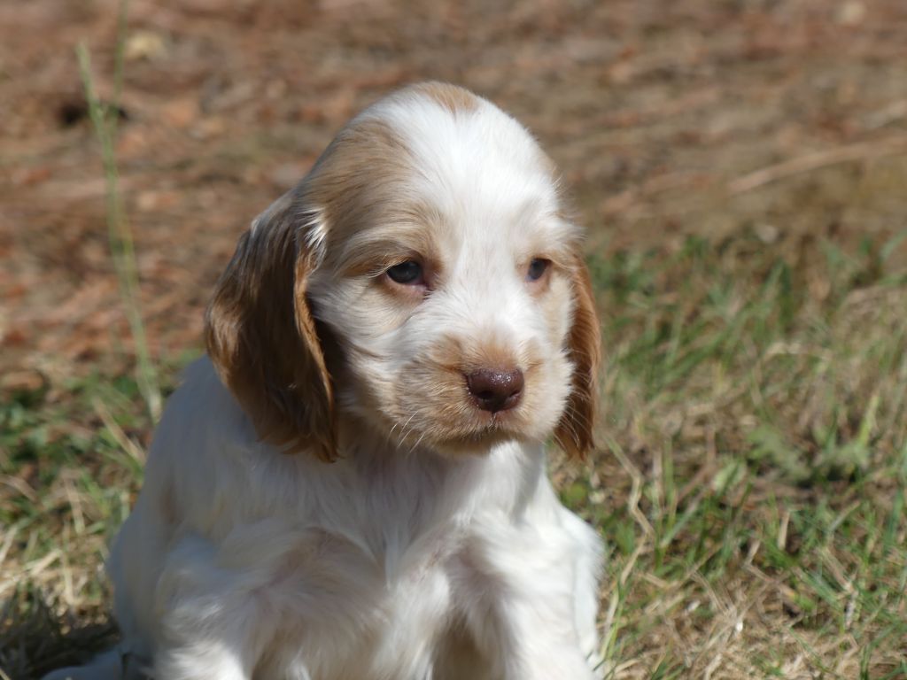 des Terres des Forges - Chiots disponibles - Cocker Spaniel Anglais